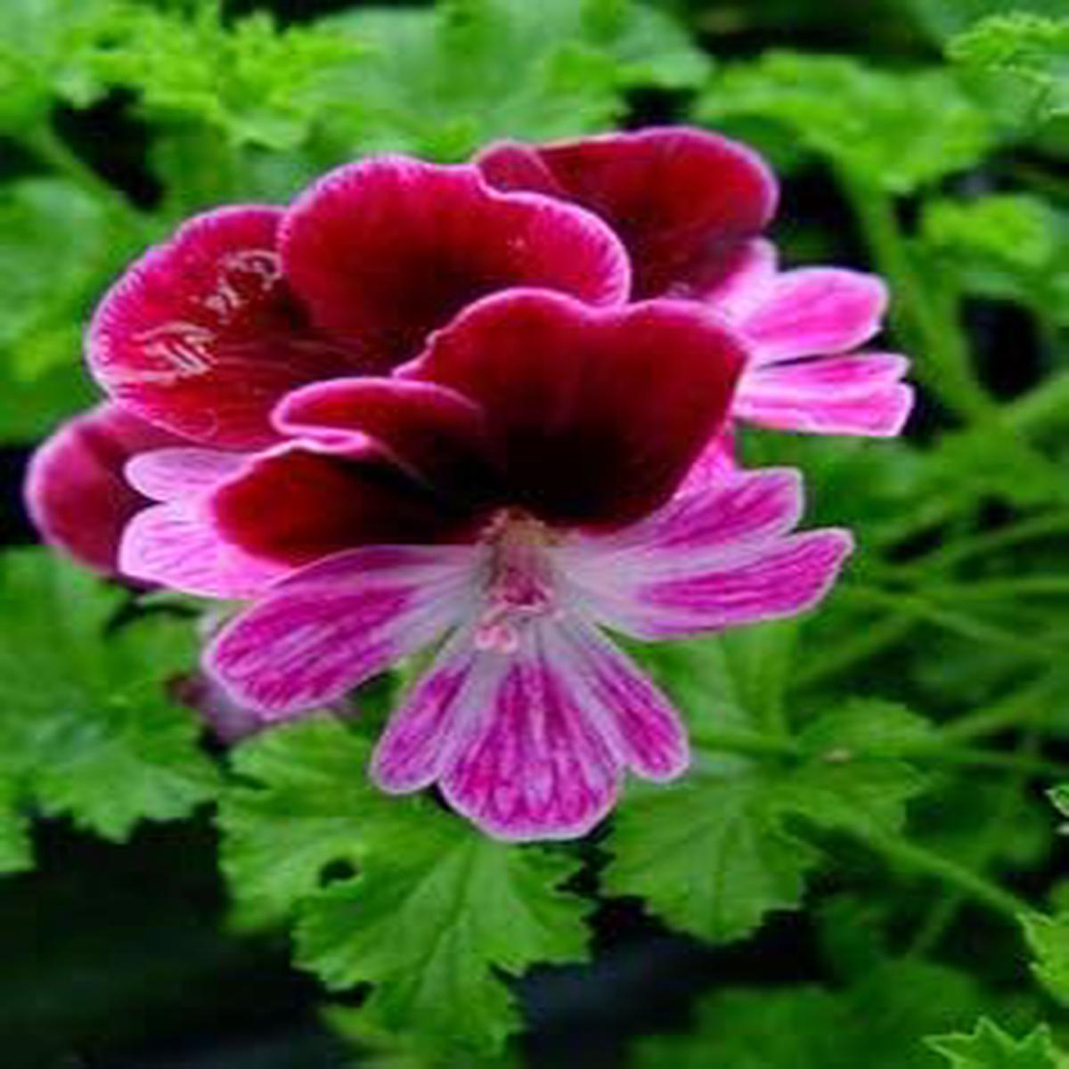Pink Burgundy Geranium Flower Seeds - 100 pcs