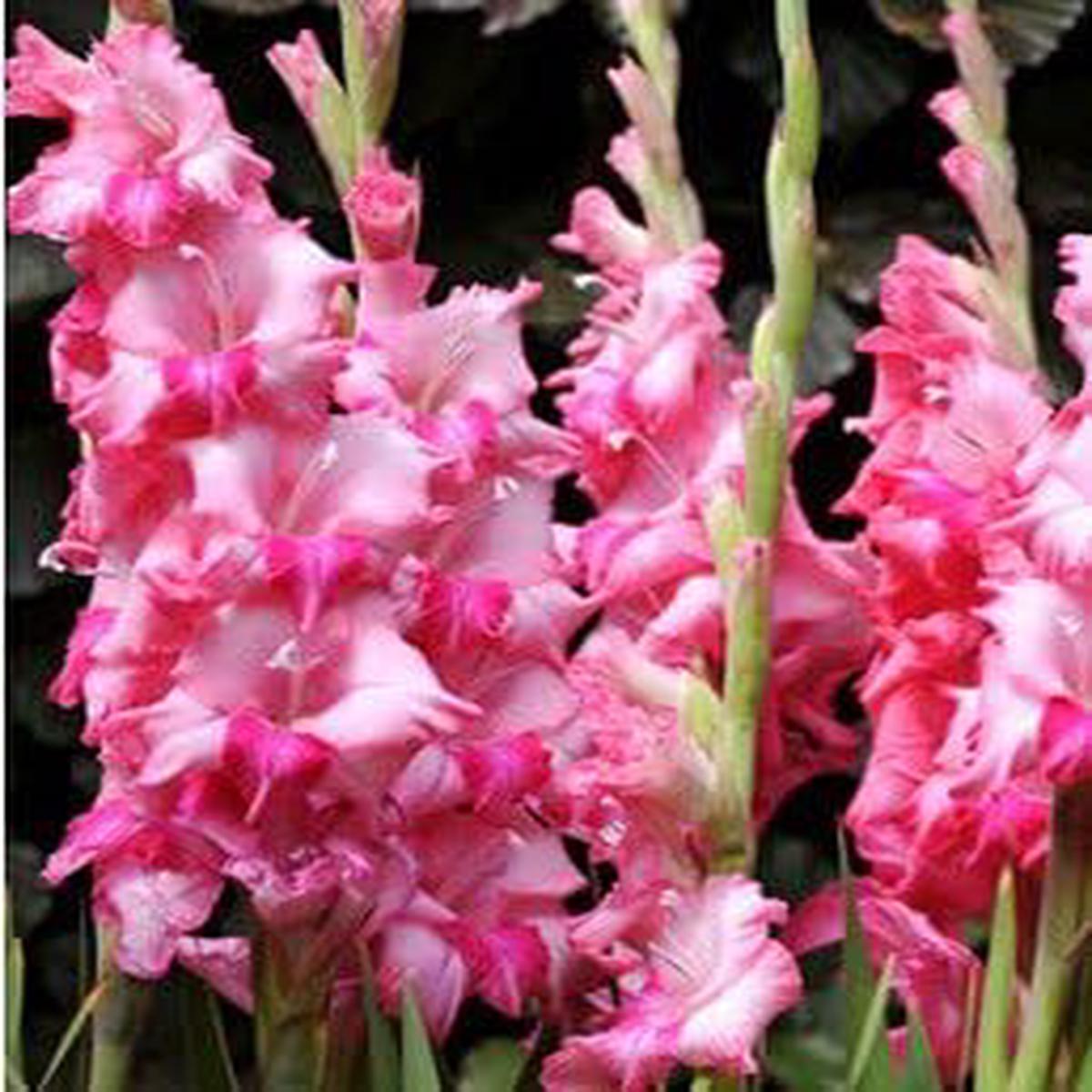 Pink Gladiolus Flower Planting Seeds 100 pcs