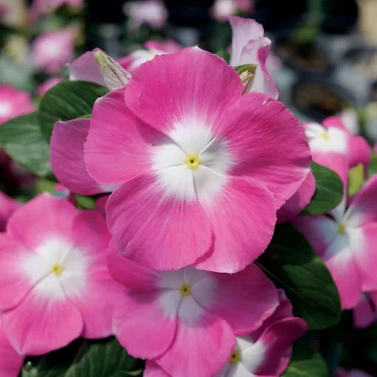 Pink Halo Vinca Seeds | Mega Bloom Soft Pink Periwinkle Blooms  Heirloom, Non-GMO, High Germination Organic Garden Seeds