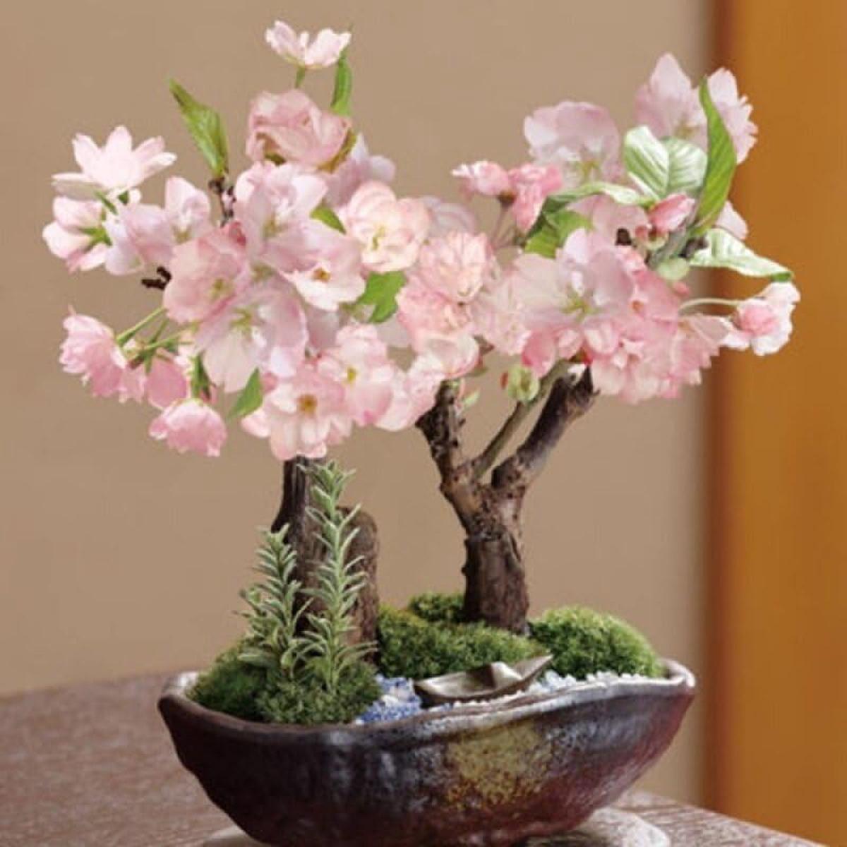 Pink White Simsii Bonsai Seeds Flower seeds for Planting Cut Flower Favorite Heirloom & GMO Free Seeds for Home Garden