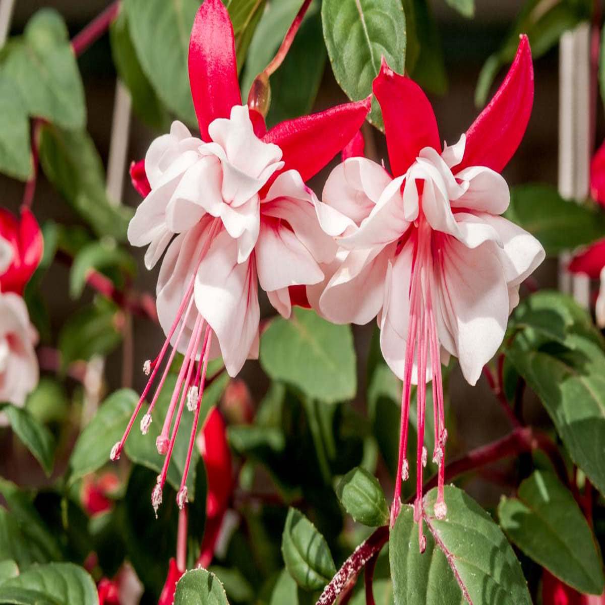 Red White Fuchsia Flower Seeds for Planting  Heirloom Non-GMO, High Germination Organic Garden Seeds