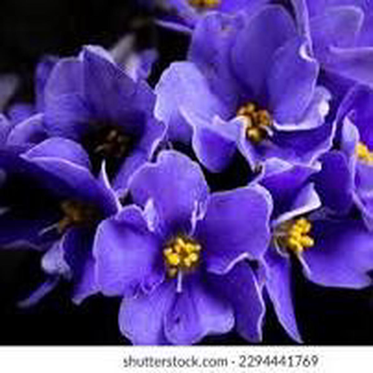 Saintpaulia Flower Seeds for Planting Blue & Pink Bright Blooms, Heirloom & Non-GMO, High Germination Organic Garden Seeds