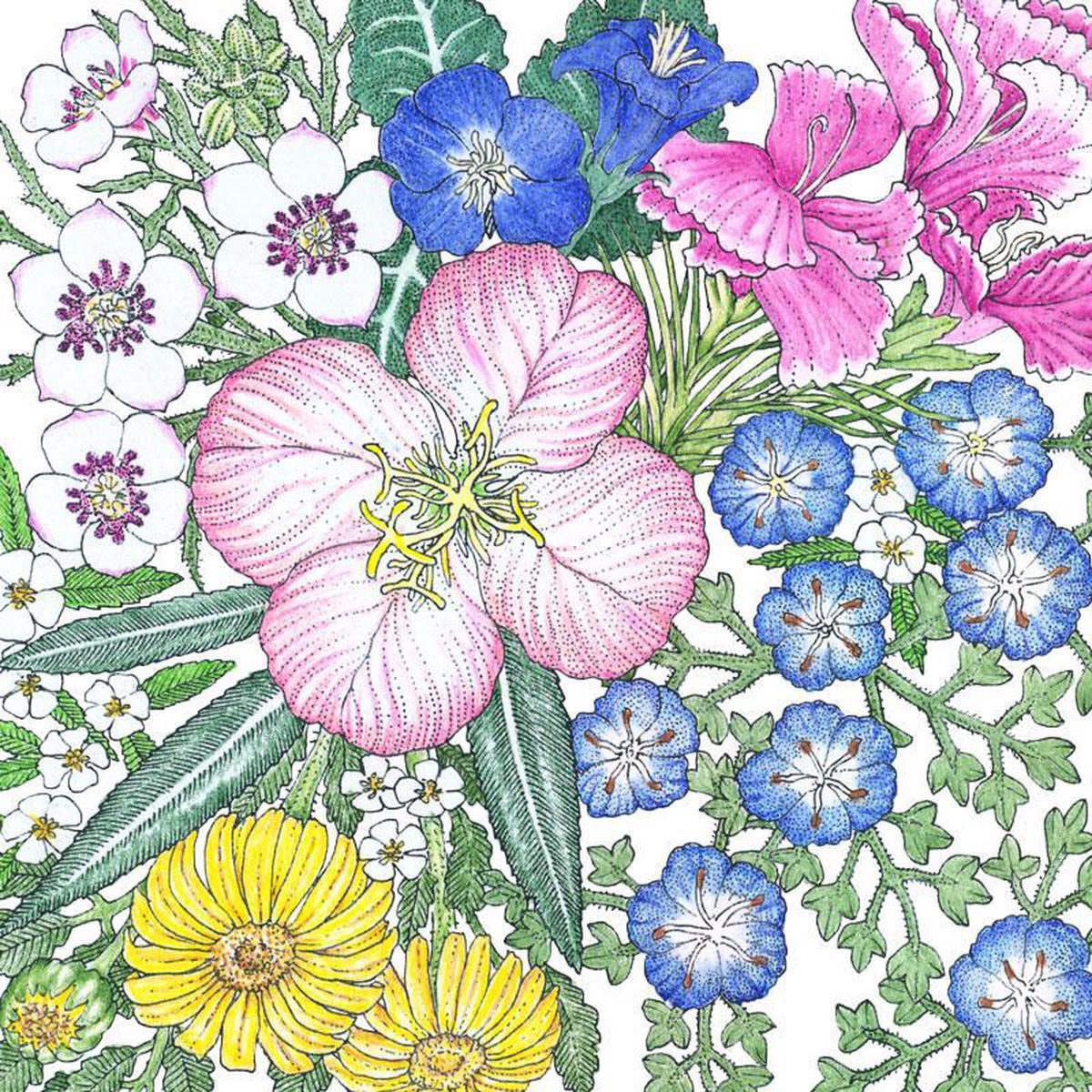 Southwest Native Wildflower Mix