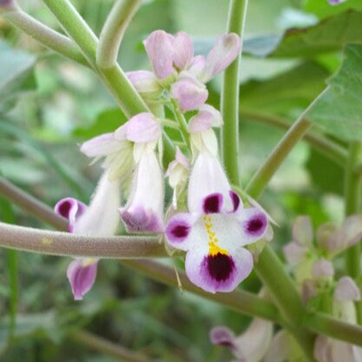 Tiger Claw Purple White Seeds for Planting  Organic, Heirloom, Non-GMO, High Germination Flower Seeds