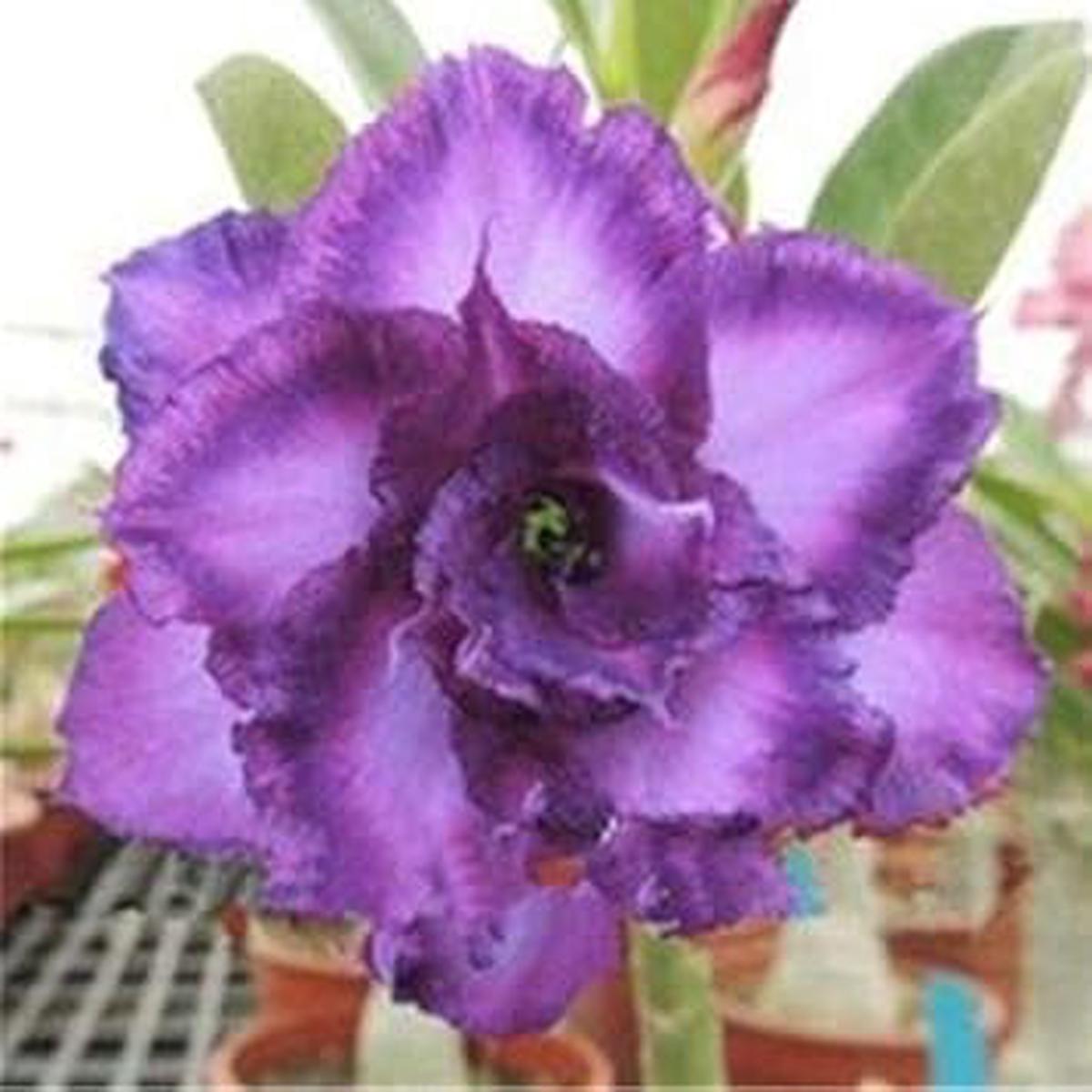 Violet Adenium Seeds for Planting Organic Heirloom Non-GMO Flower Seeds, High Germination