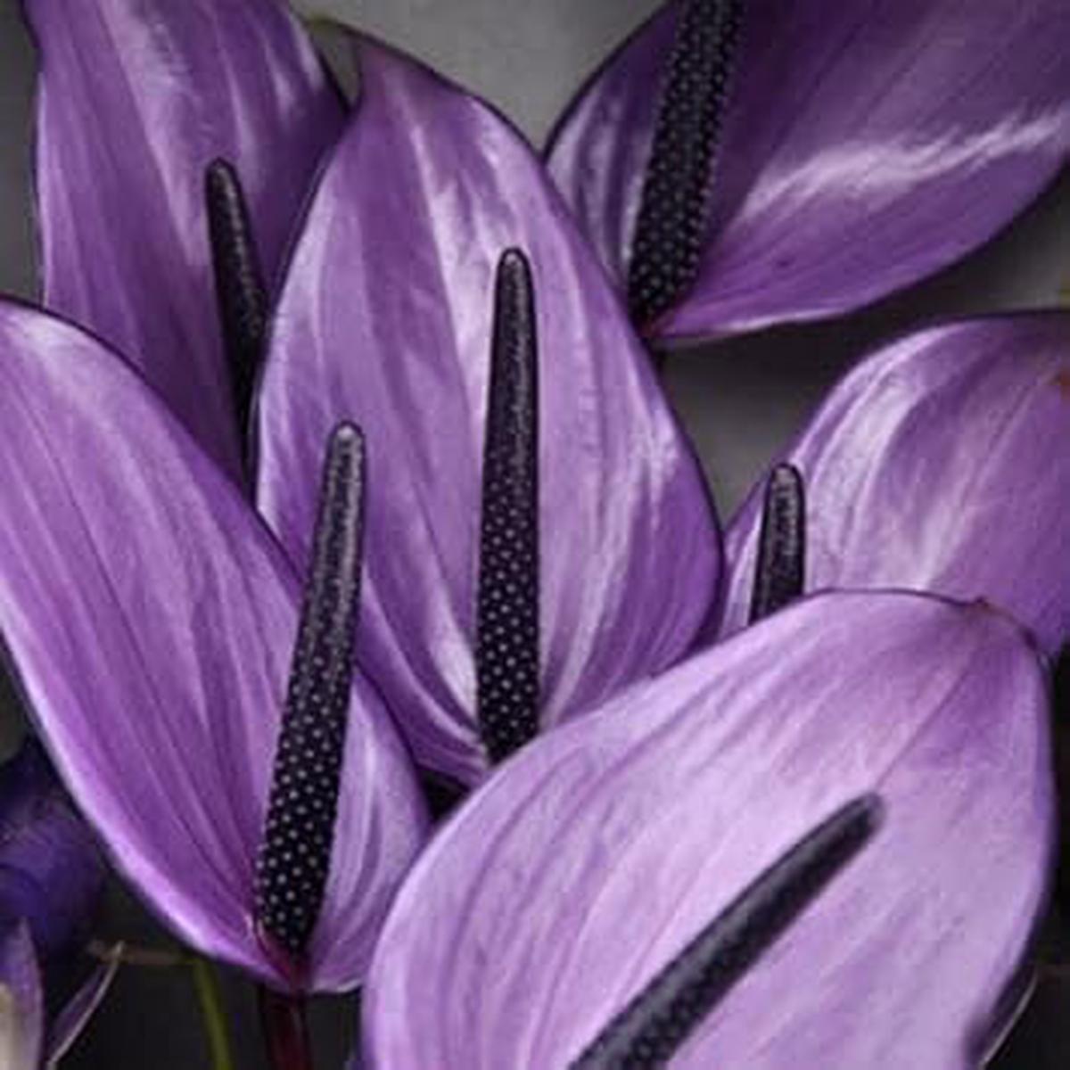 Violet Anthurium Andraeanum Flower seeds for Planting - Premium Quality, Heirloom & GMO Free Seeds for Home Garden