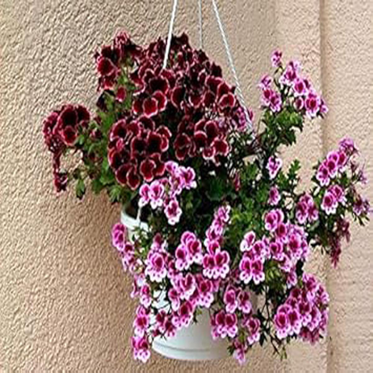 Violet Brown Geranium Flower Seeds for Planting Organic, Heirloom, Non-GMO Seeds with High Germination