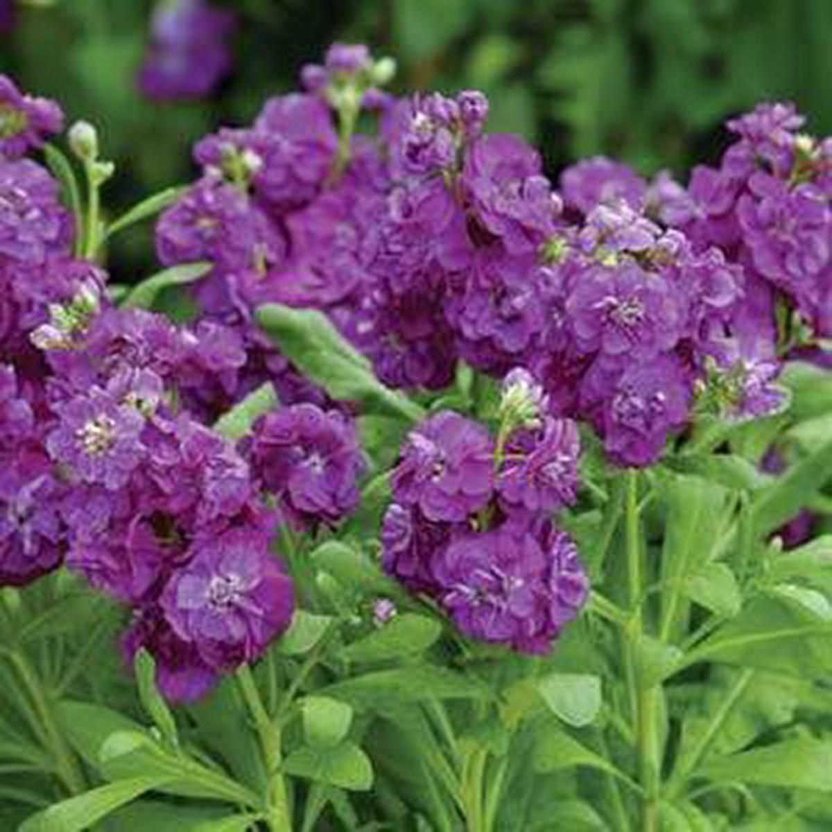 Violet Matthiola Incana Flower Seeds for Planting  Heirloom, Non-GMO, Compact Growth, High Germination