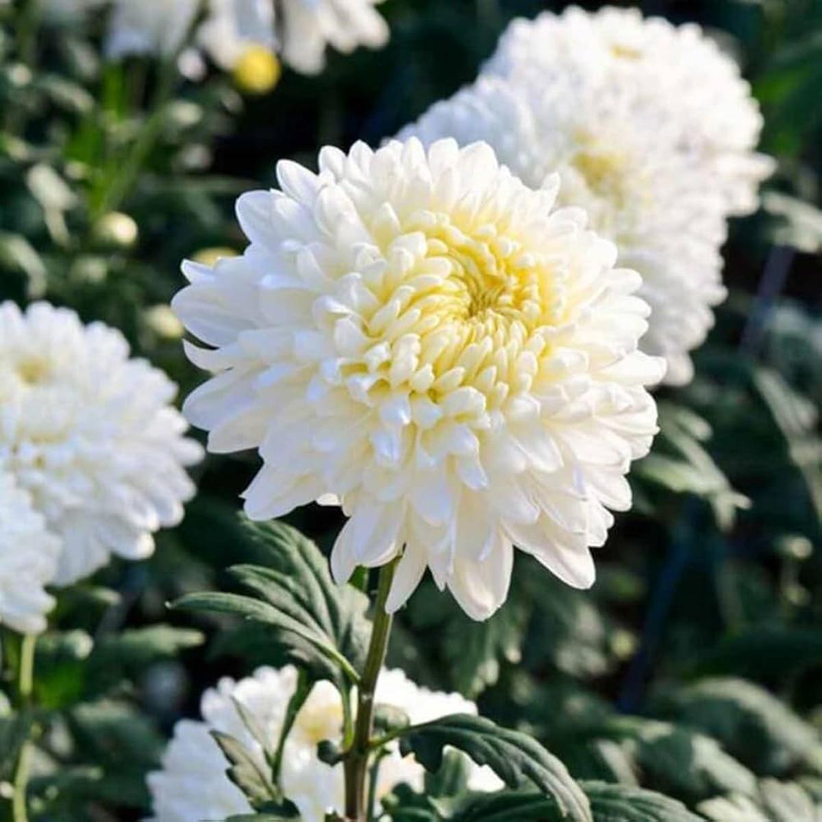 White Chrysanthemum Flower Seeds for Planting  Wildflower Mix, Heirloom & Non-GMO, High Germination