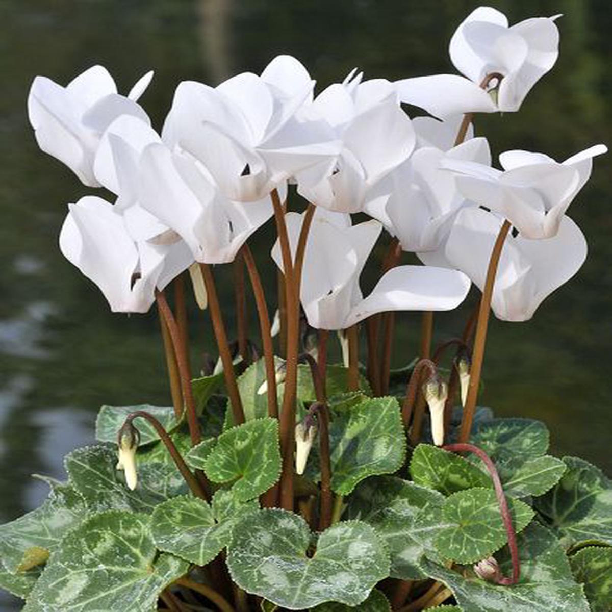 White Cyclamen Flower Seeds for Planting | Heirloom Non-GMO Organic Garden Seeds, Drought Tolerant, High Germination