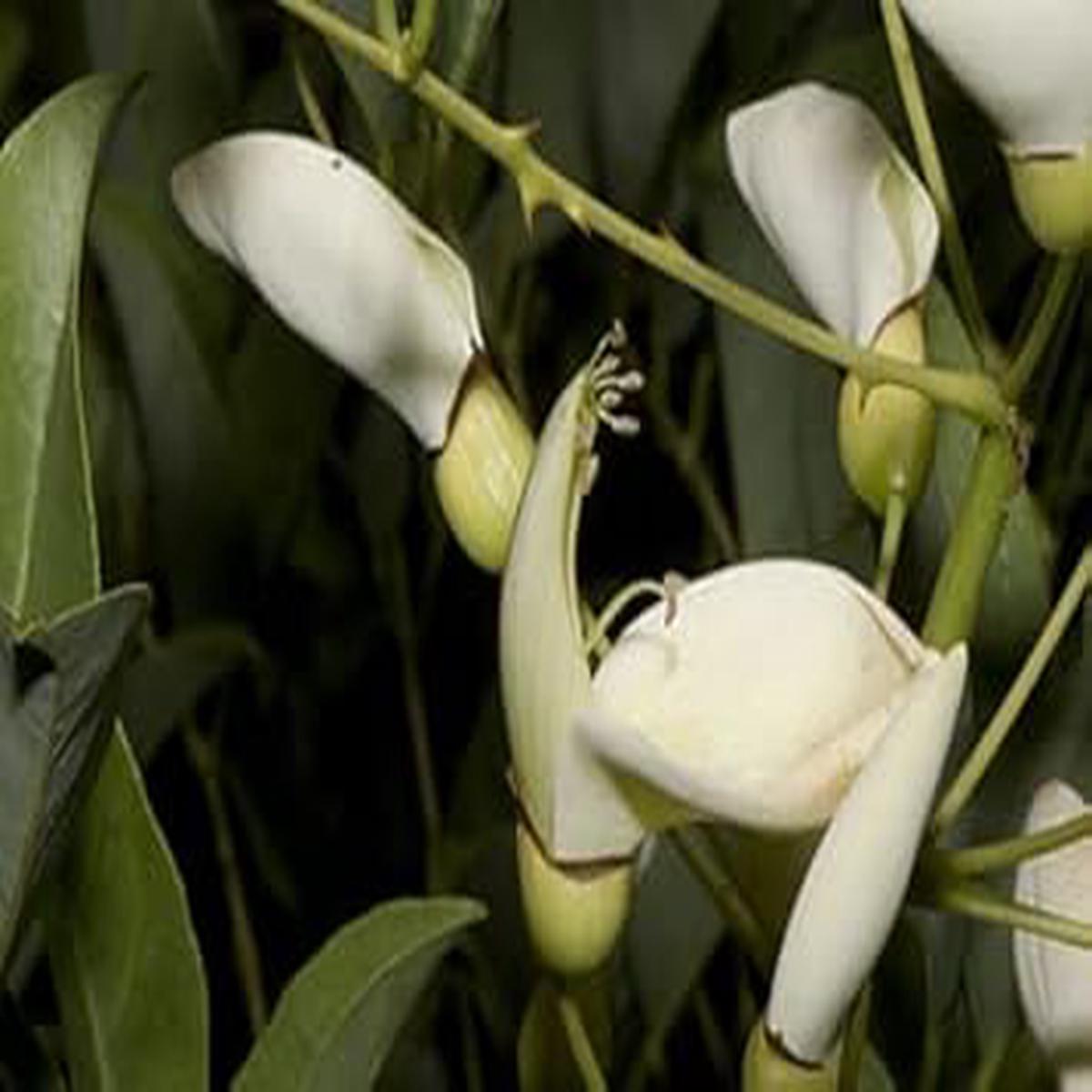 White Erythrina Crista Galli Flower seeds for Planting - Cut Flower Favorite, Heirloom & GMO Free Seeds for Home Garden