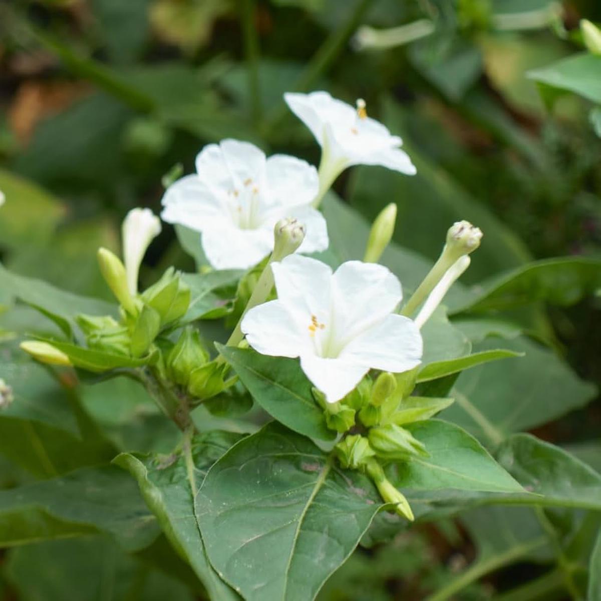 White Four O'Clock Flower Seeds Heirloom, Non-GMO, High Germination Organic Garden Seeds for Evening Bloom Gardens