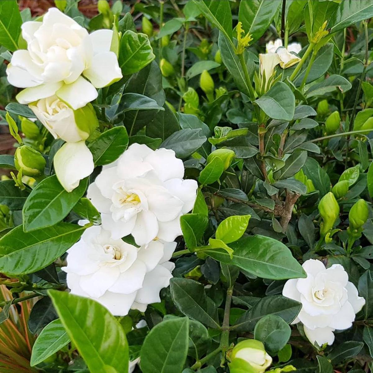 White Gardenia Jasminoides Flower Seeds for Planting  Hardy Heirloom, Non-GMO, High Germination Garden Seeds