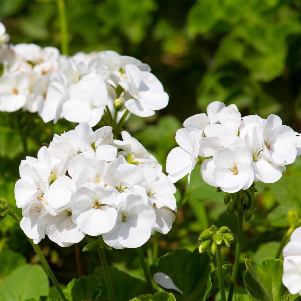 White Geranium Pelargonium Flower seeds for Planting Pollinator Friendly Heirloom & GMO Free Seeds for Home Garden   Sale