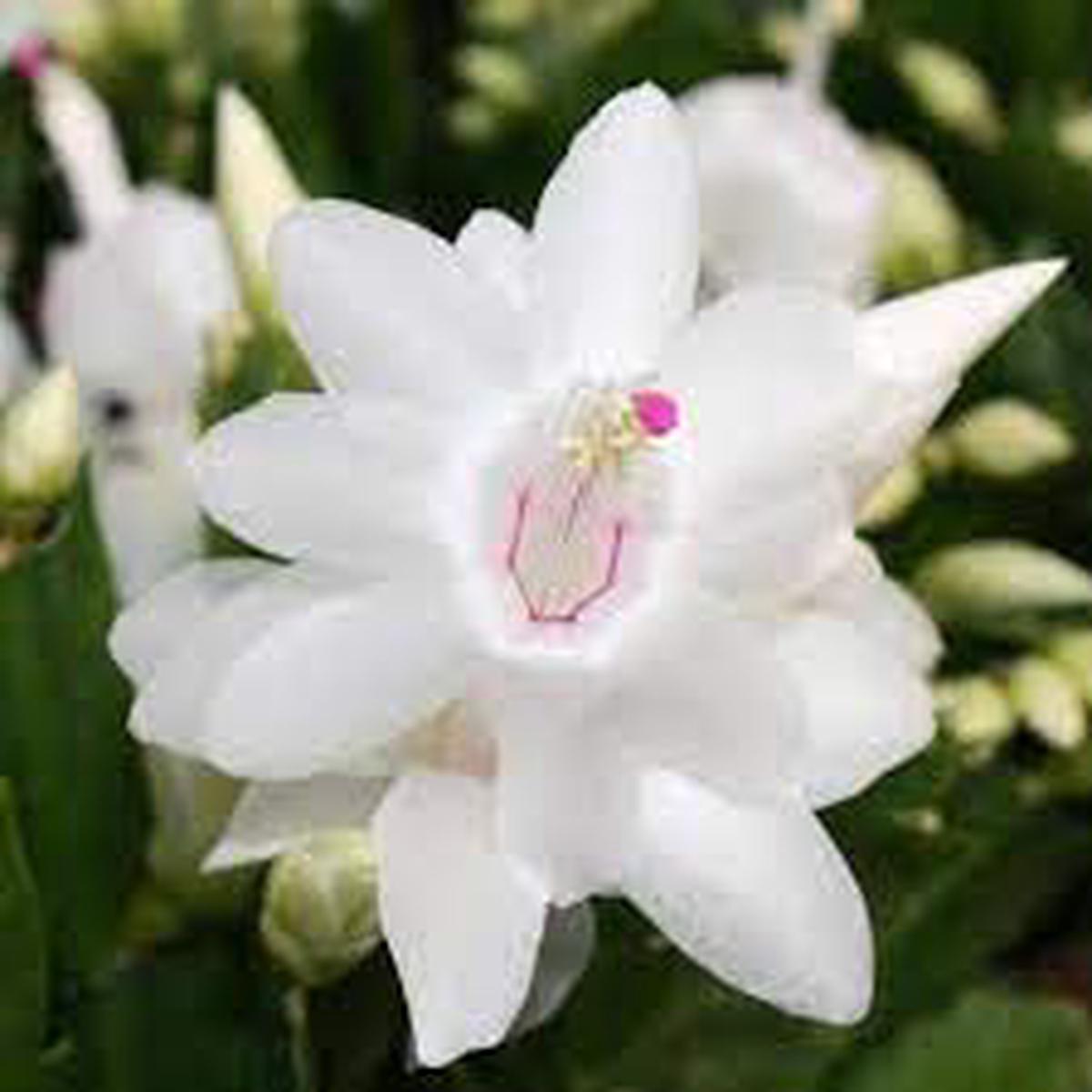 White Schlumbergera Flower seeds for Planting - Seasonal Bloomer, Heirloom & GMO Free Seeds for Home Garden