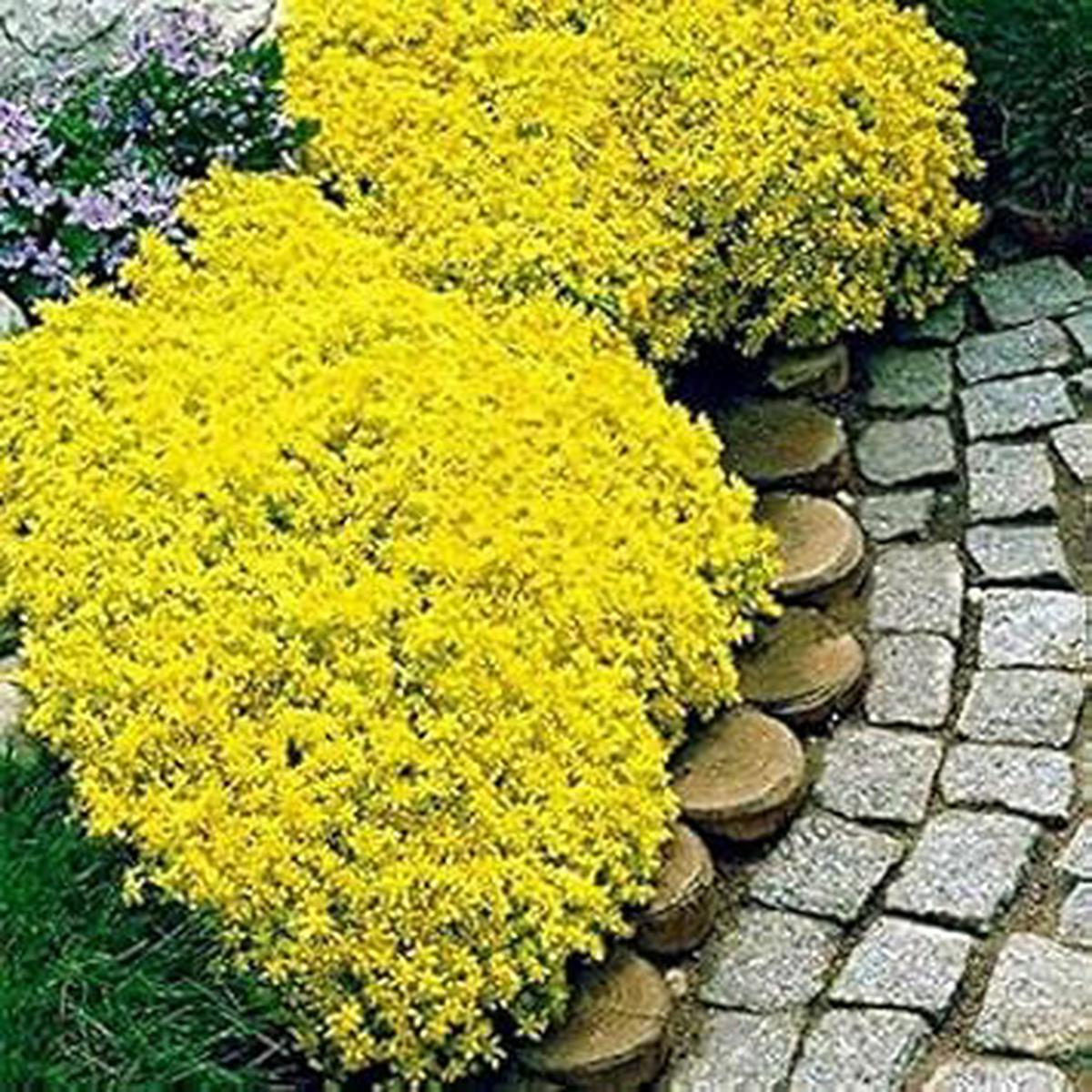 Yellow Aubrieta Flower Seeds  Heirloom, Non-GMO, High Germination Organic Garden Seeds for Planting Ground Cover Blooms
