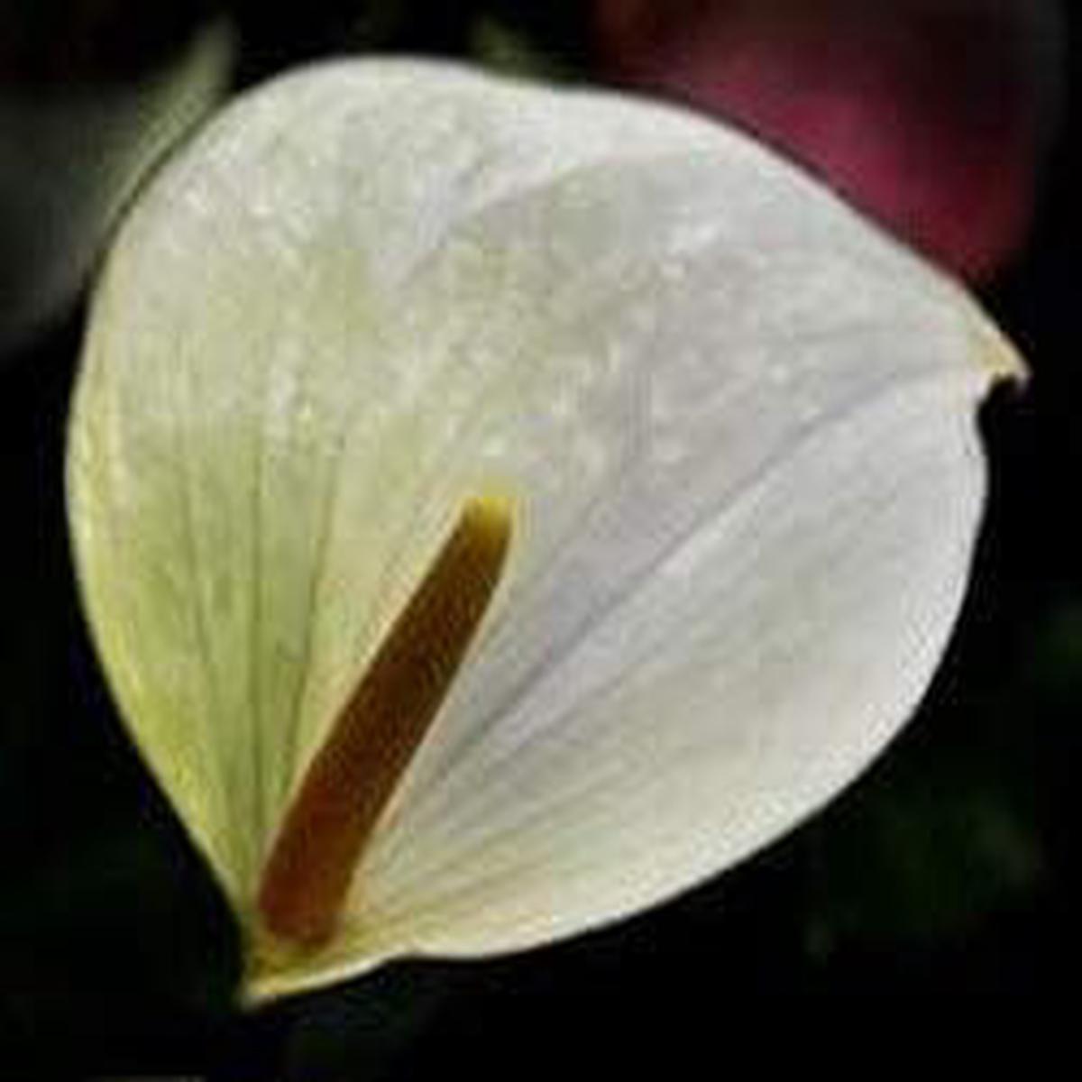 Yellow Blue Hibiscus Flower Seeds Drought Tolerant Heirloom & GMO Free Seeds for Home Garden Sale