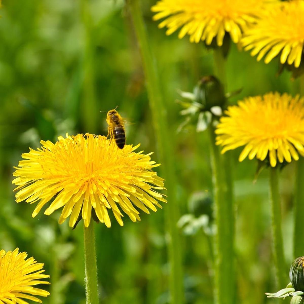 Yellow Dandelion Flower Seeds for Planting  Heirloom, Non-GMO, High Germination, Organic Garden Seeds
