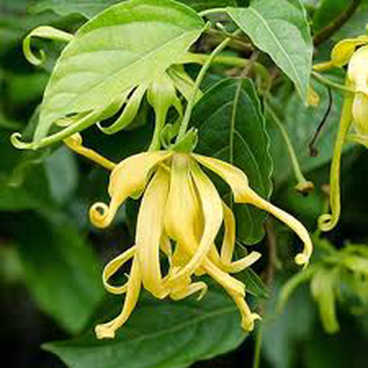 Ylang Flower Seeds for Planting  Heirloom Non-GMO High Germination Organic Garden Seeds