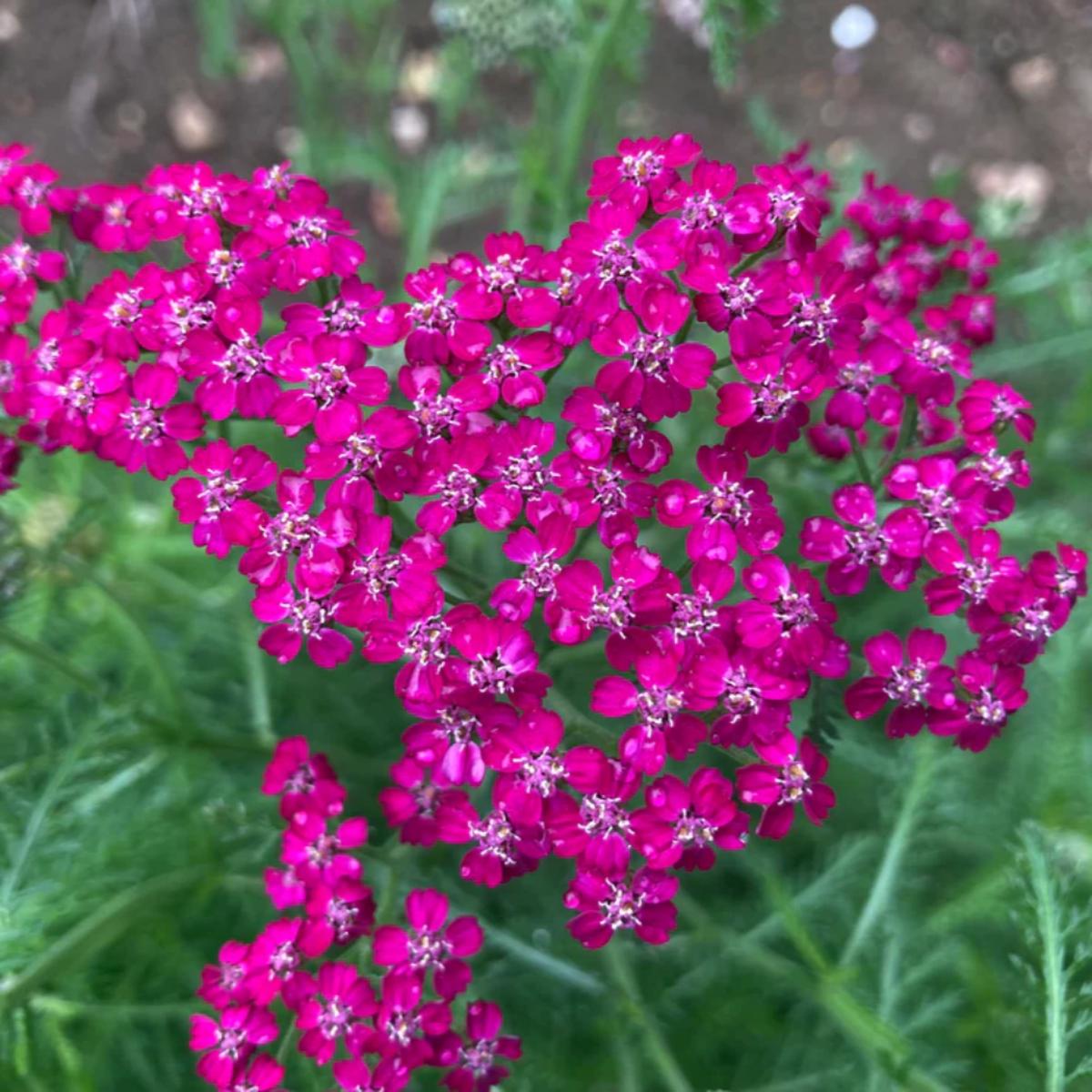 Achillea 'Cerise Queen' Seeds for Planting Heirloom, Non-GMO, Vibrant Pink, Perennial