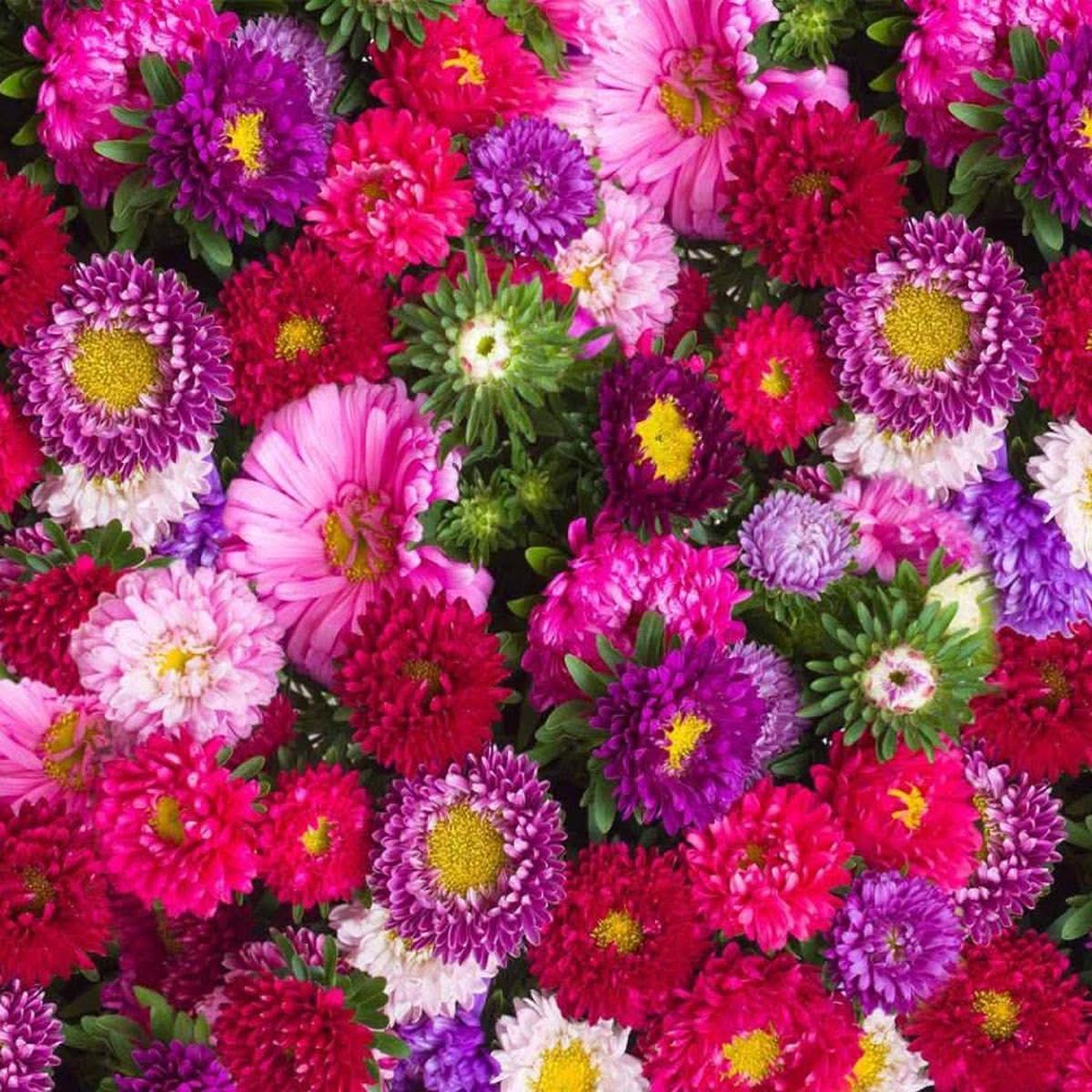 Aster novae-angliae September Ruby seeds for late-season flowering plants with vibrant ruby-colored blooms