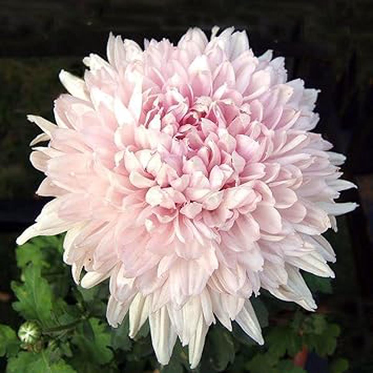 Baby Pink Chrysanthemum Flower Planting Seeds for Garden Non-GMO, Heirloom, High Germination Seeds