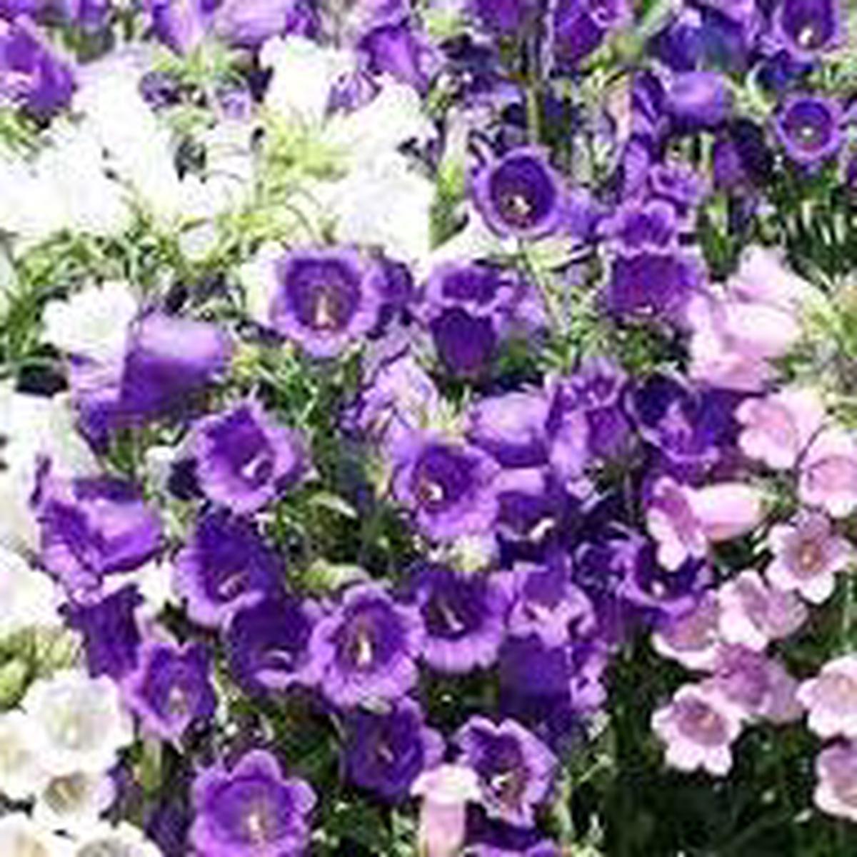 Bells Flower Seeds for Planting Heirloom, Non-GMO, High Germination Organic Garden Seeds