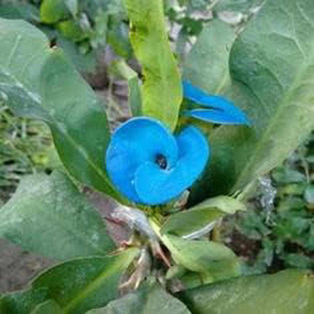 Blue Euphorbia Milii Flower Seeds for Planting Heirloom, Non-GMO, Colorful Organic Garden Seeds