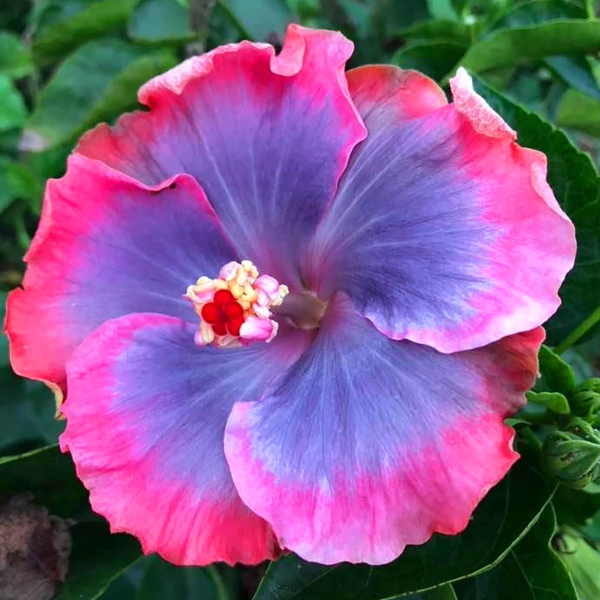 Blue Pink Purple Hibiscus Seeds Perennial, Deer Resistant, Attracts Butterflies And Hummingbirds, Low Maintenance for Beds, Borders, Patio, Containers