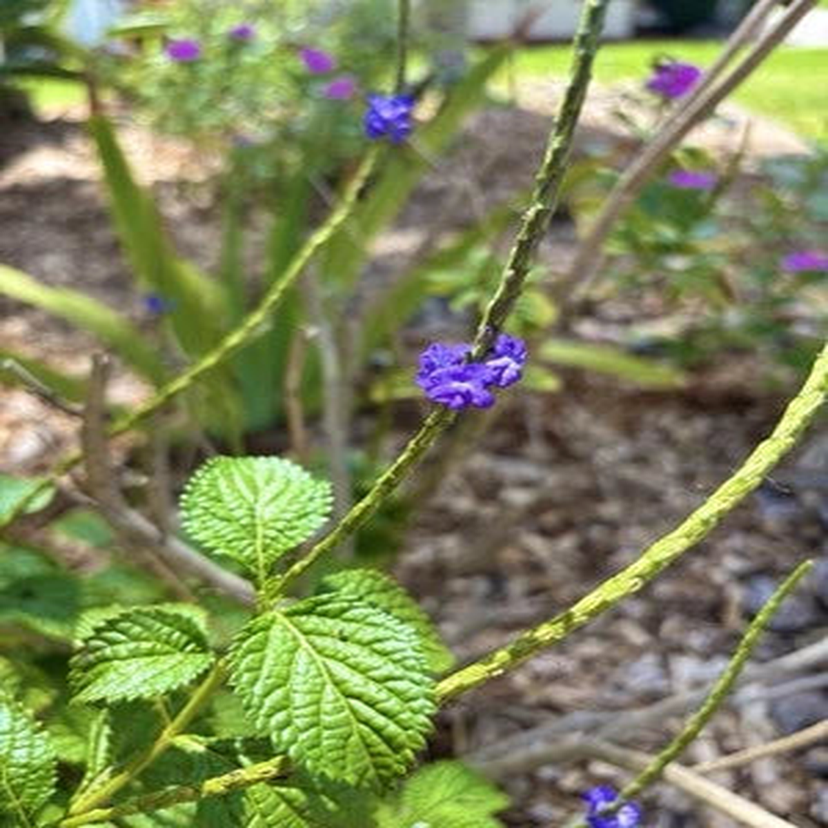 Blue Porterweed Snakeweed Butterflies Hummingbirds Bees Florida Native  Heirloom, Non-GMO