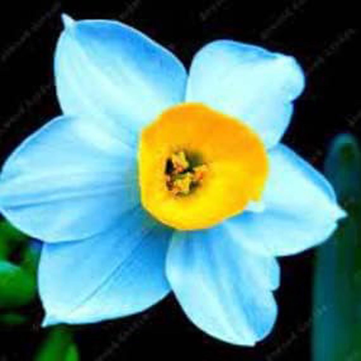 Blue Yellow Narcissus Flower Seeds for Planting  Easy to Grow, Heirloom, Non-GMO Seeds for Home Garden