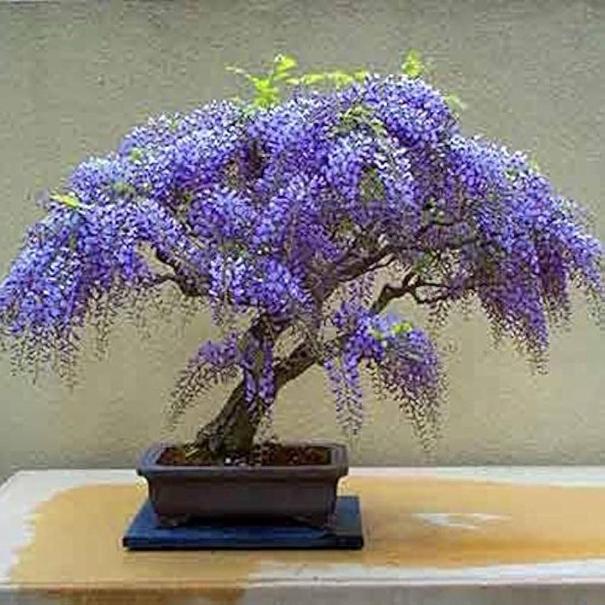 Chinese Blue Wisteria Bonsai Seed Pack  Elegant Purple Flowers