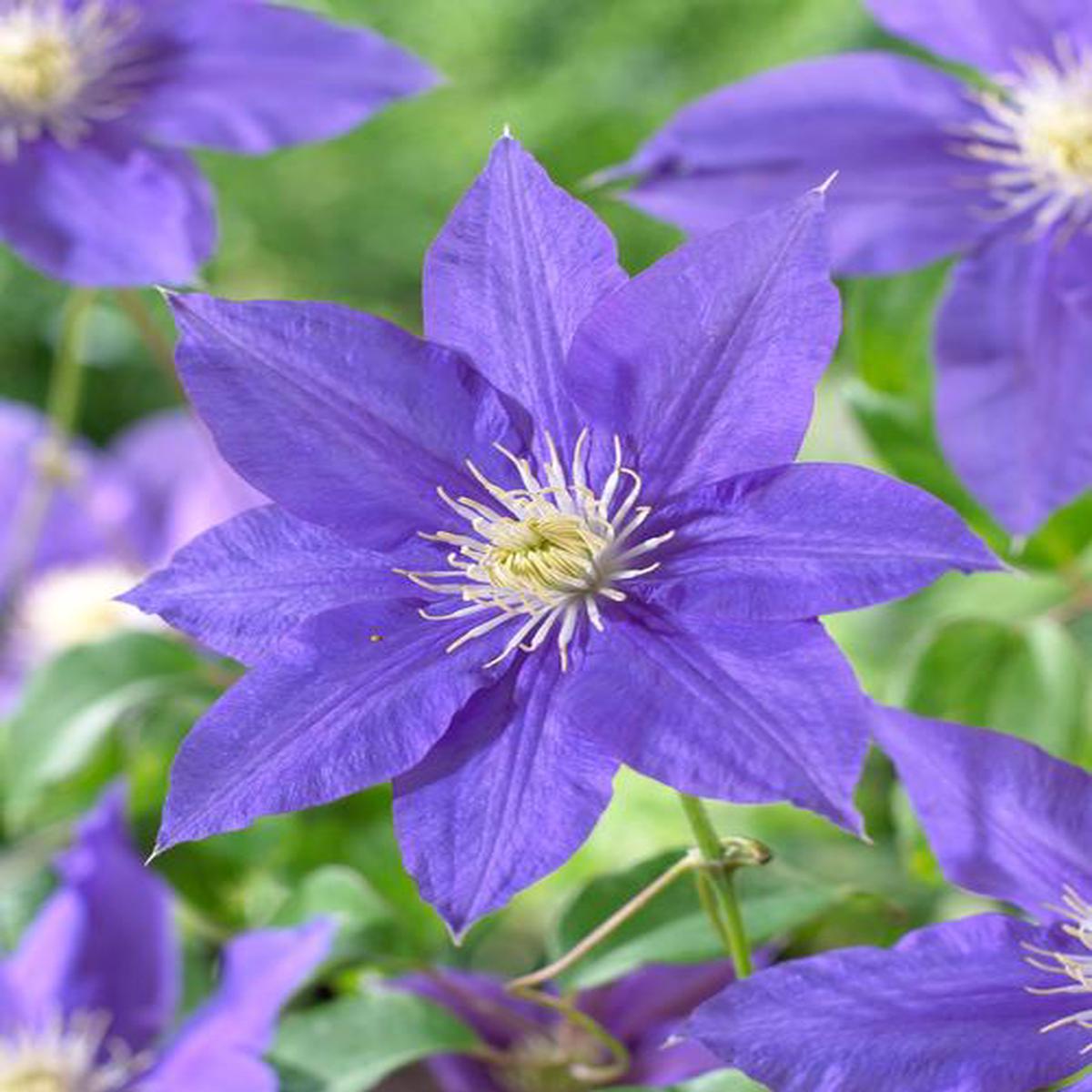 Clematis Flower Seeds for Planting  Shade Tolerant, Heirloom, Non-GMO, High Germination Garden Seeds