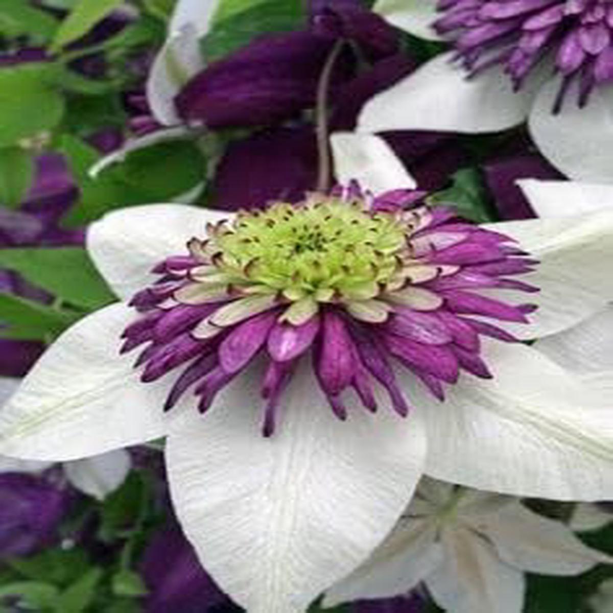 Clematis White Purple Flower seeds for Planting - Low Maintenance, Heirloom & GMO Free Seeds for Home Garden