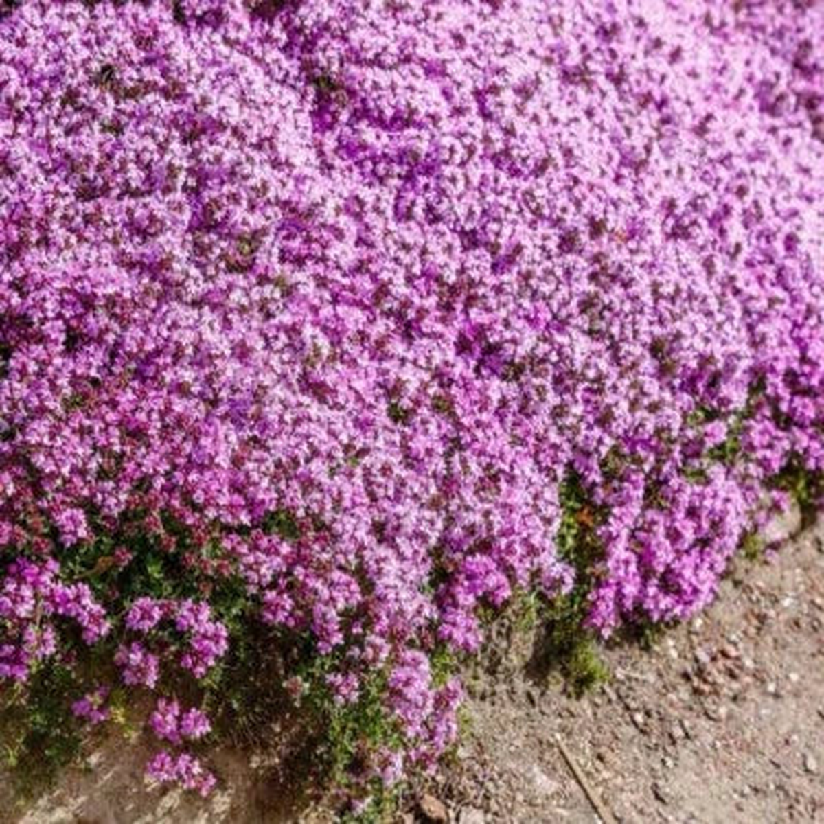 Creeping Thyme (Thymus Serpyllum) Seeds  Purple Perennial Groundcover, Heirloom & Non-GMO