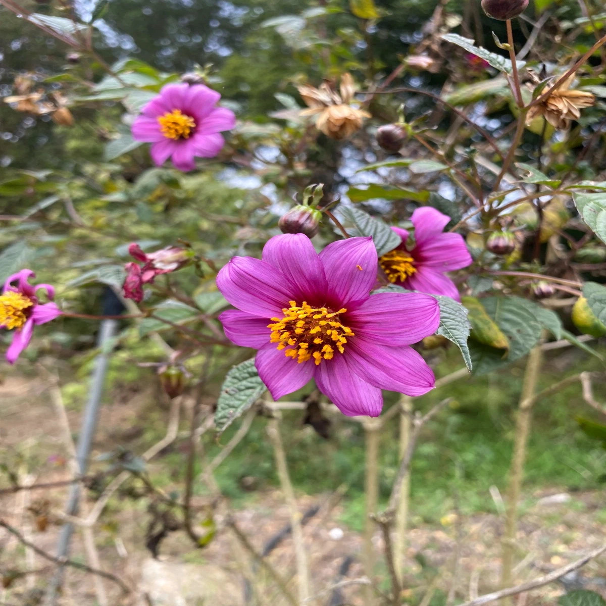 Dahlia pteropoda RARE Seeds  Heirloom, Non-GMO, High Germination Organic Garden Seeds