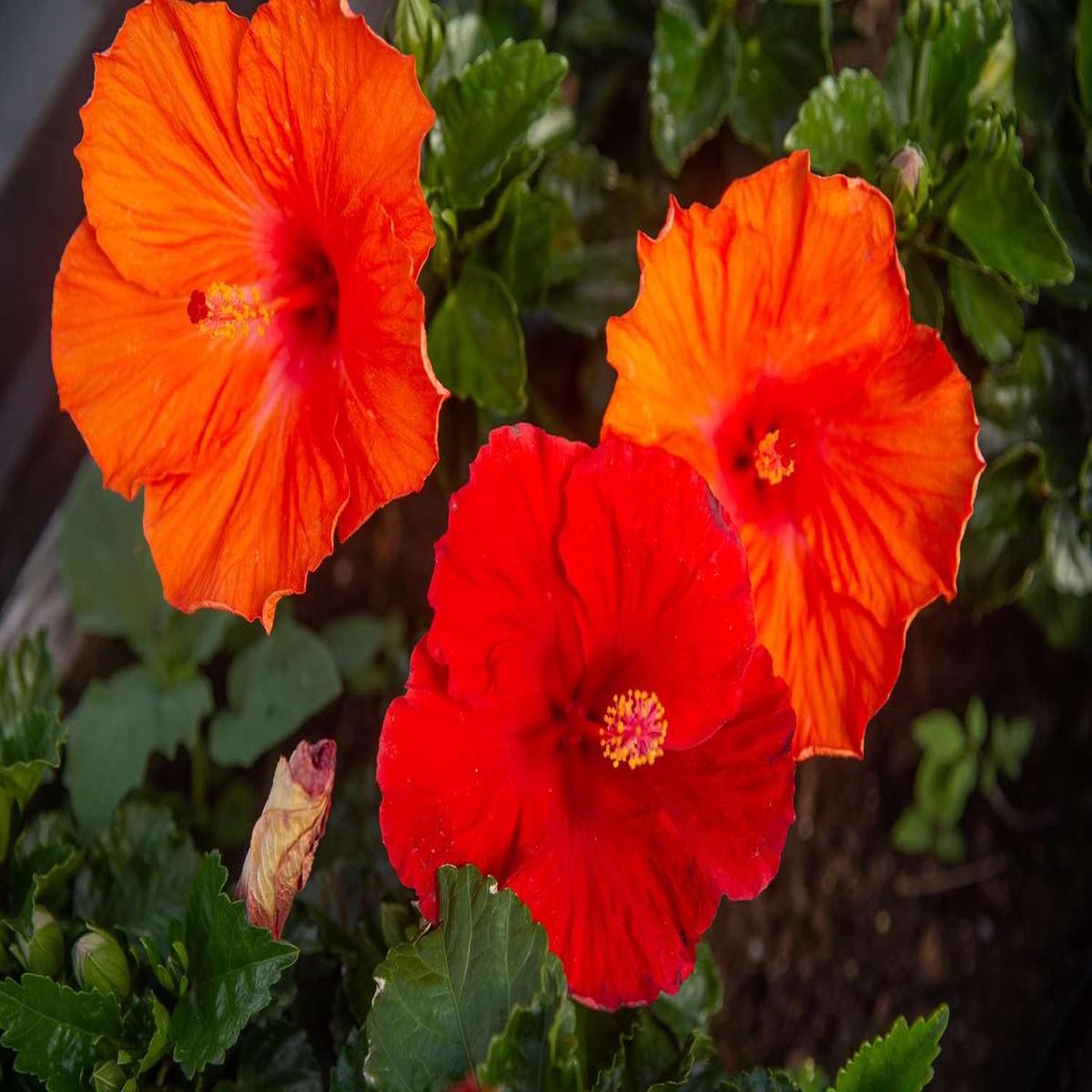 Dark Orange Hibiscus Flower Seeds for Planting - Heirloom, Non-GMO, High Germination Organic Garden Seeds