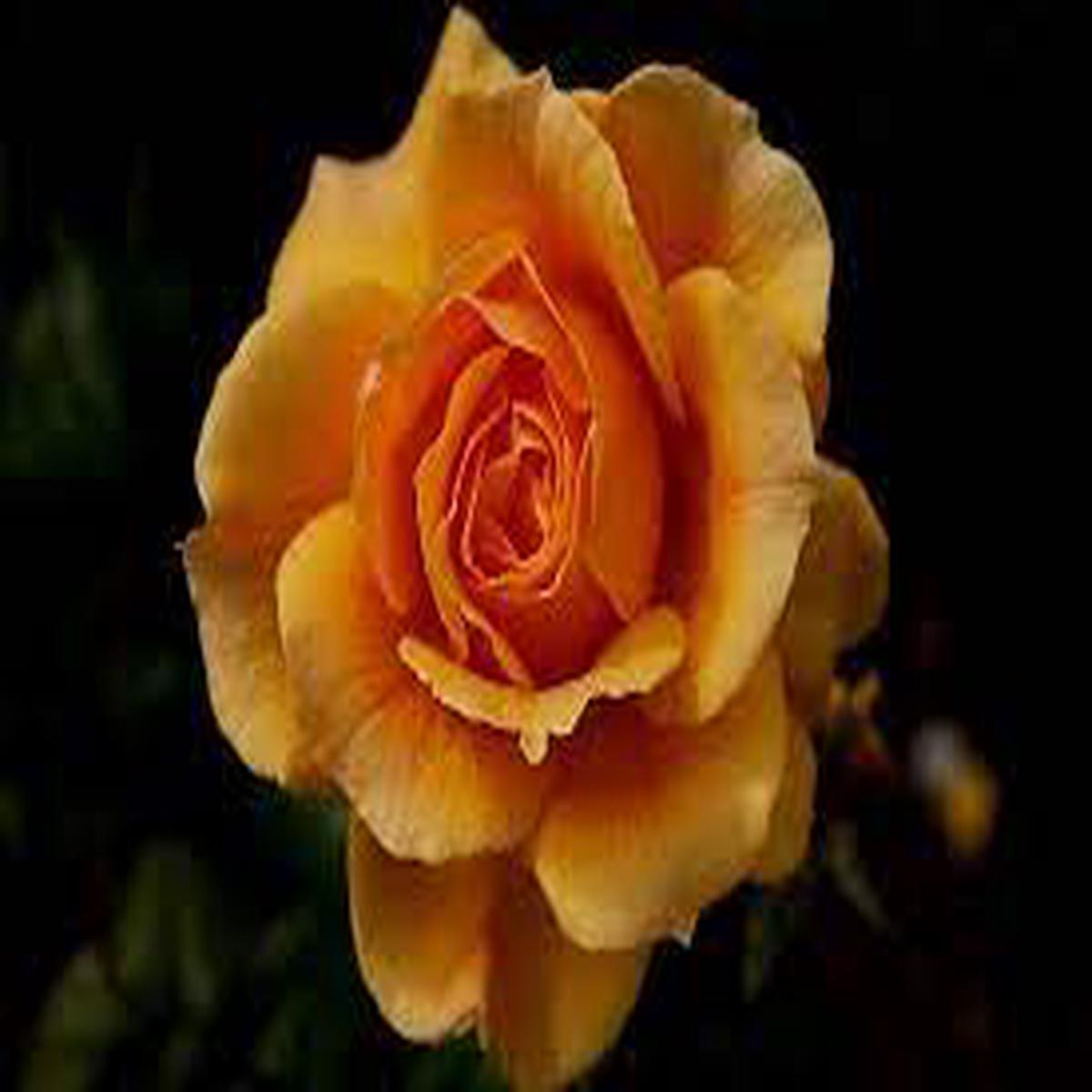 Dark Yellow Climbing Rose Plant Seeds  Heirloom Non-GMO High Germination Organic Garden Seeds for Planting