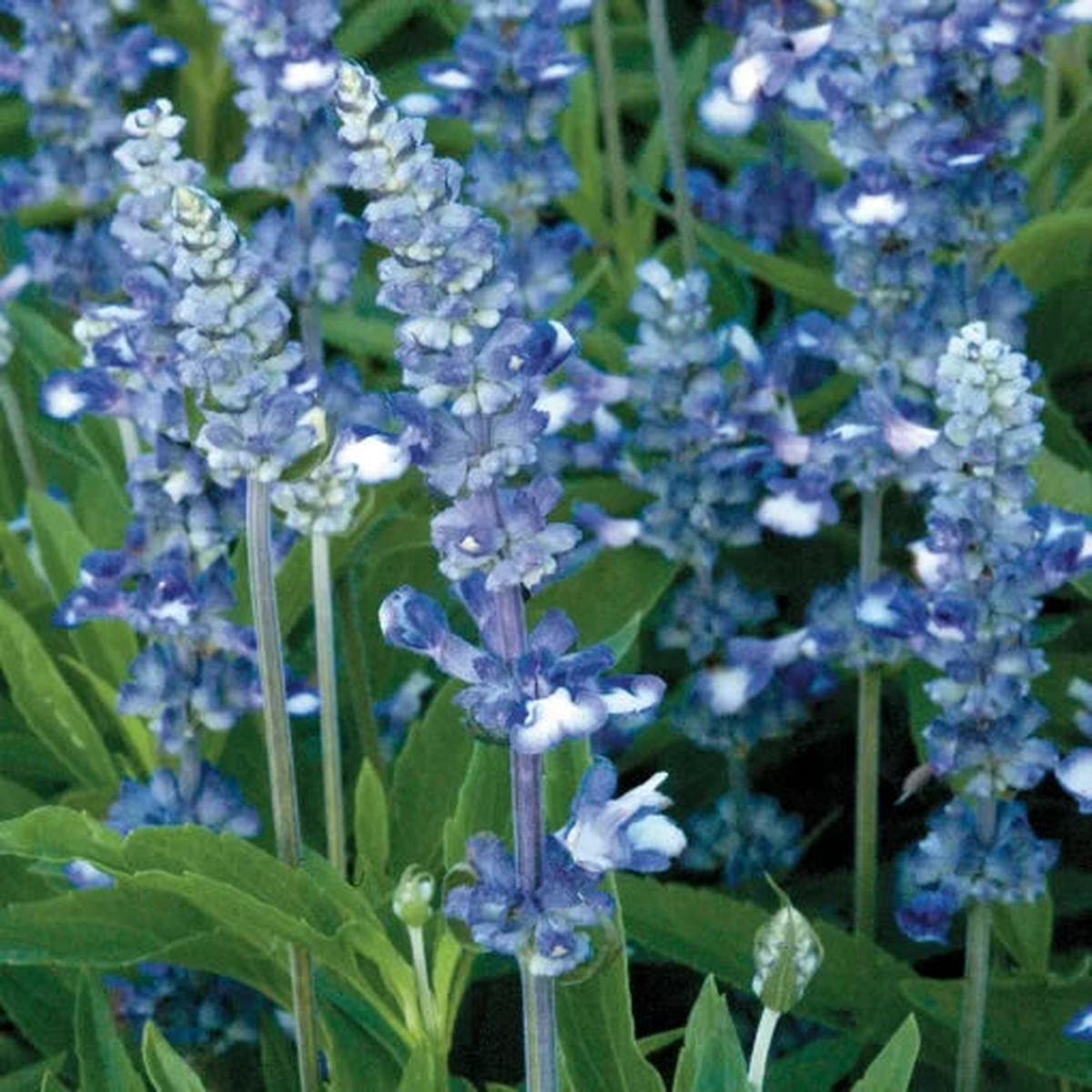 Fairy Queen Salvia Seeds | Silver-Dusted Blue Salvia Blooms  Heirloom, Non-GMO, High Germination Organic Garden Seeds