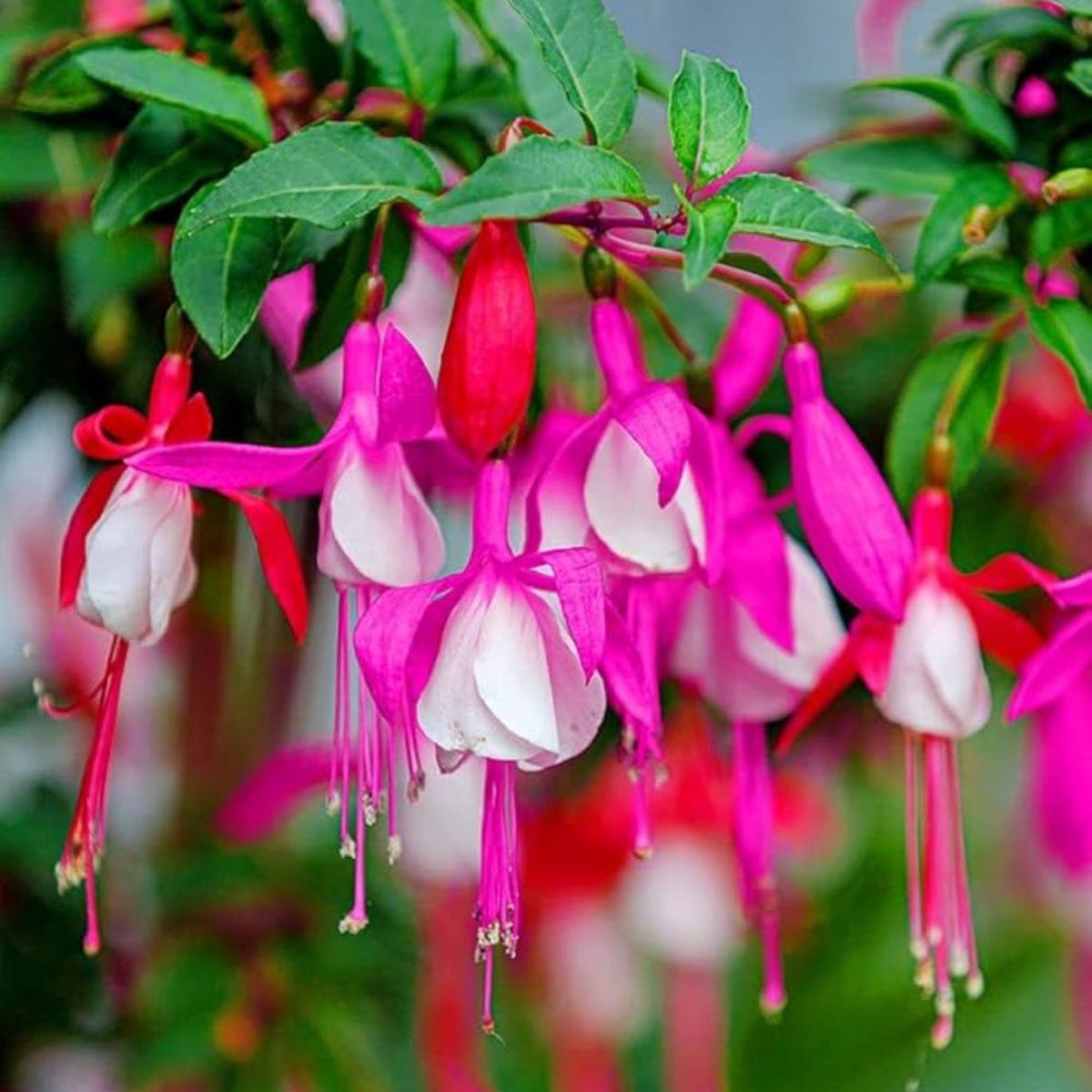 Fuchsia Flower Seeds, Potted Flowers DIY, Bell Flower Seeds