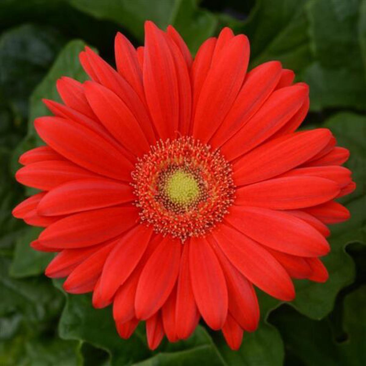 Gerbera Red Light Eye Of Imported  Heirloom, Non-GMO, High Germination Organic Garden Seeds