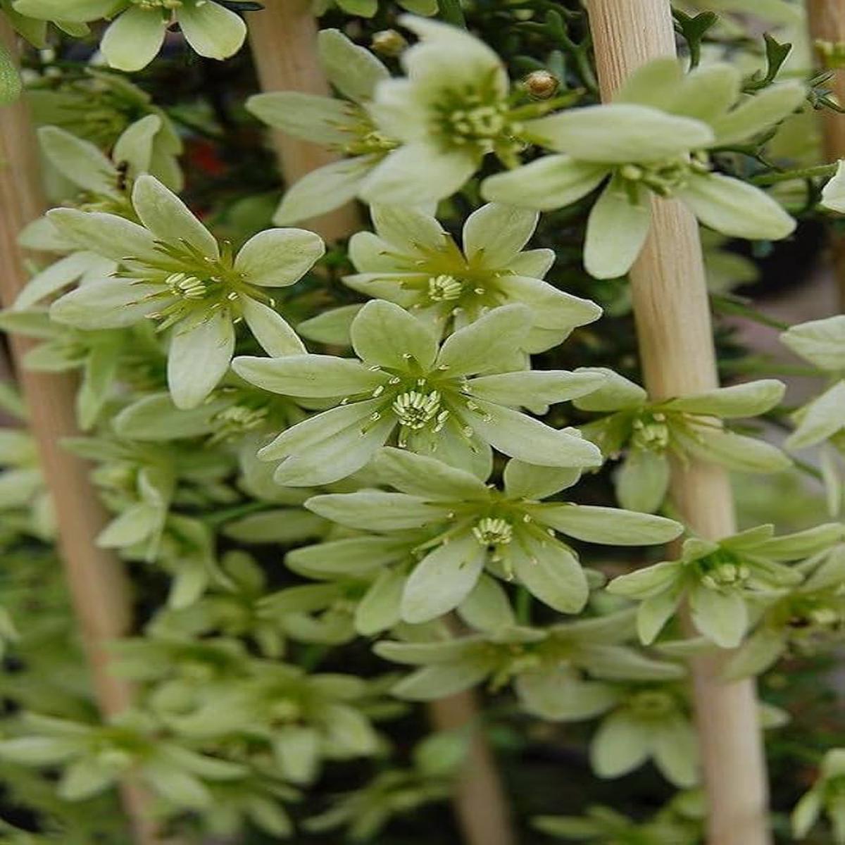 Green Clematis Flower Seeds for Planting  Heirloom, Non-GMO, Colorful Display, High Germination