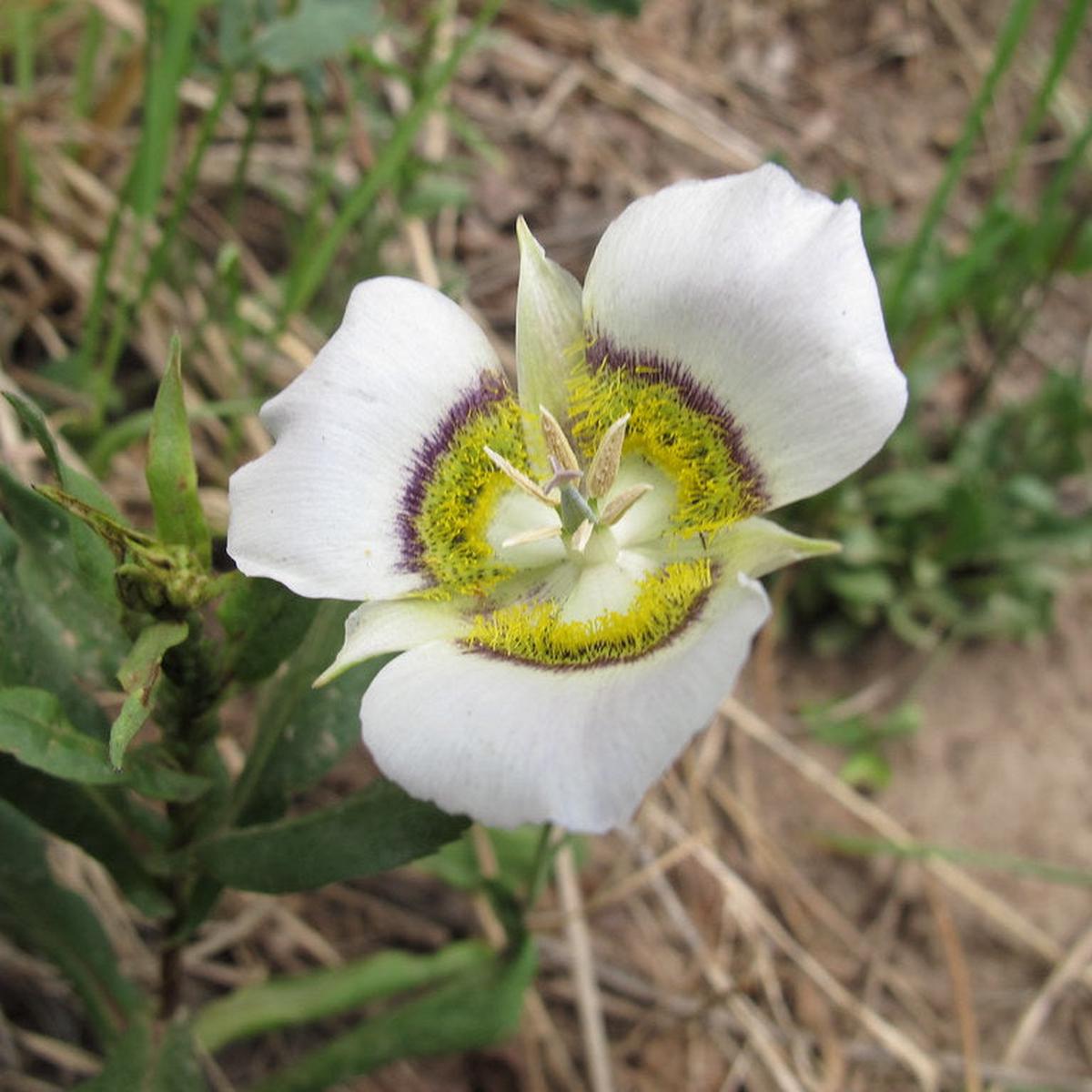 Gunnisonii Seeds for Planting Organic, Heirloom, Non-GMO Flower Seeds