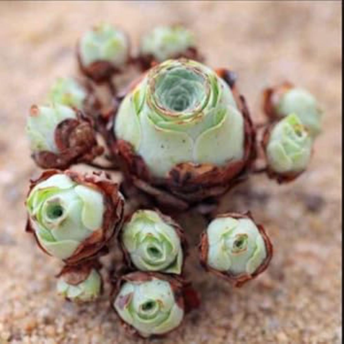 Heirloom Green Aeonium Greenovia Plant Seeds for Planting Non-GMO Succulent Garden Seeds