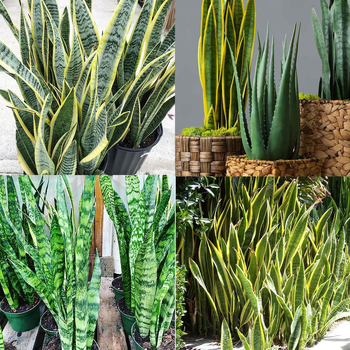 Heirloom Mixed Sansevieria Plant Seeds for Planting Non-GMO Indoor Foliage Seeds, High Germination Organic Seeds