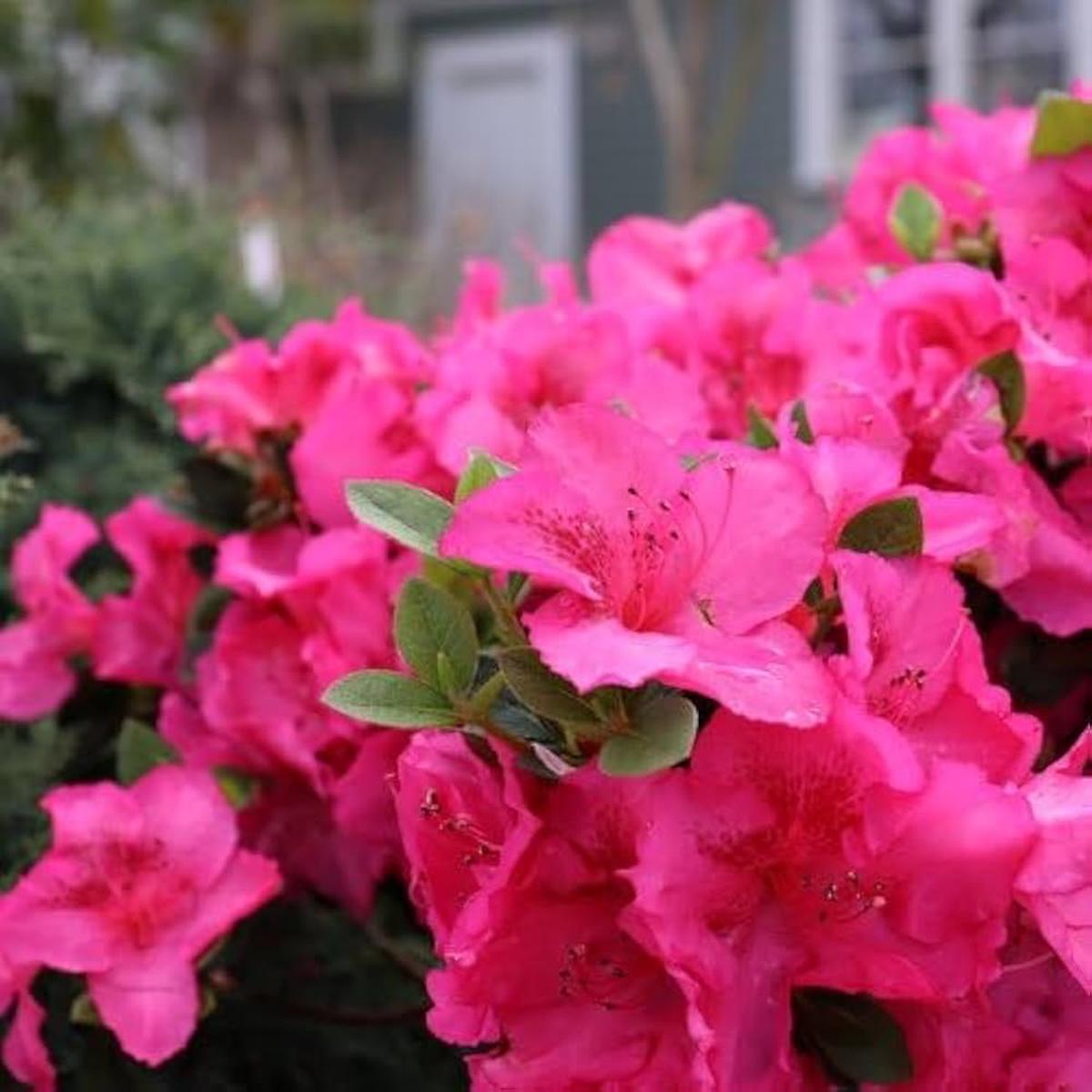 Heirloom Non-GMO Azalea Rhododendron Flower Seeds for Planting  Colorful Ornamental Blooms