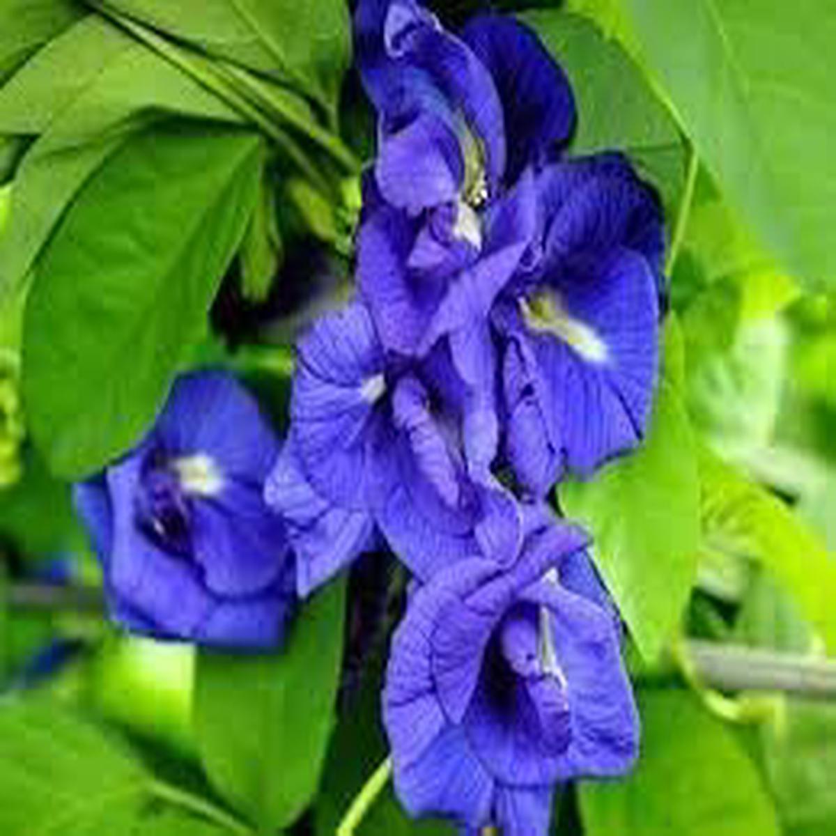 Heirloom Non-GMO Clitoria Ternatea Flower Seeds for Planting  Blooms for Herbal and Vertical Gardens