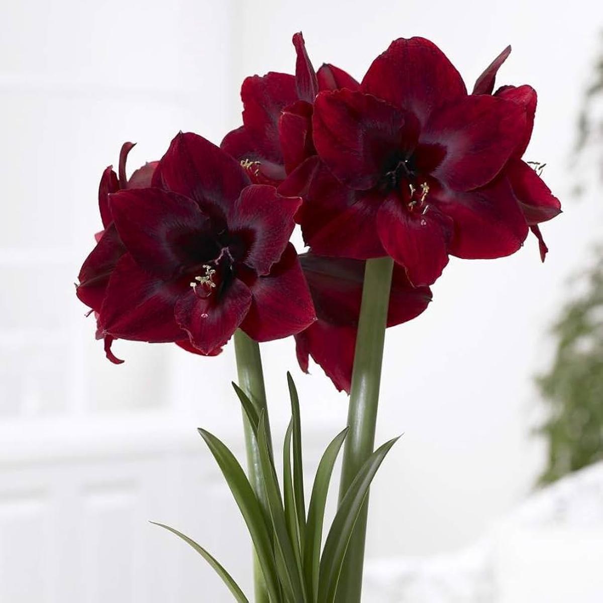 Heirloom Non-GMO Maroon Amaryllis Flower Seeds  Bold Blooming Bulb Seeds for Home Gardens