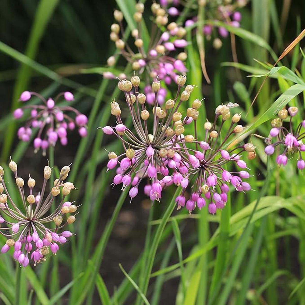 Heirloom Non-GMO Pink Nodding Onion (Allium Cernuum) - Seeds for Unique, Beautiful Flowering Onions