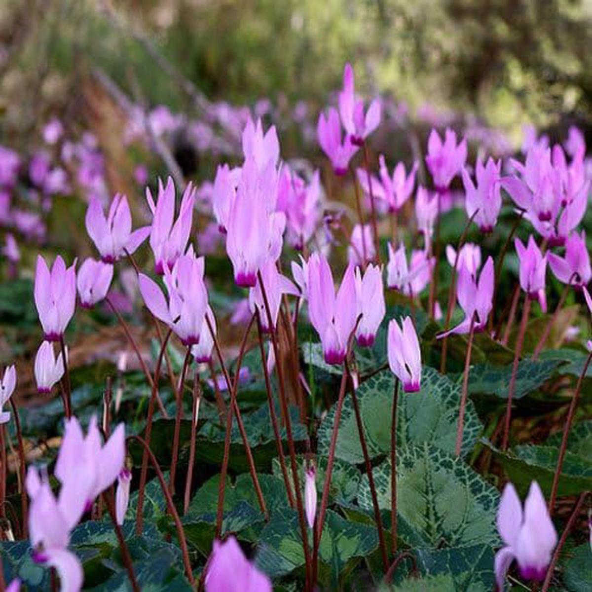 Heirloom Non-GMO Violet Cyclamen Flower Seeds for Planting Hardy Shade-Loving Garden Seeds